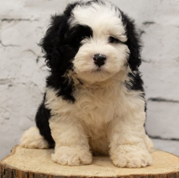 Profile Picture of Jamie Bouchette (@jbuch80) on Poshmark