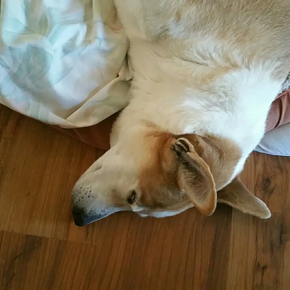 Profile Picture of Max Stevens (@maxstevens) on Poshmark