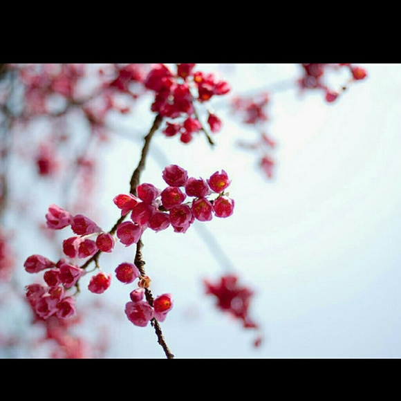 Profile Picture of Dani Bellezza (@dani109283) on Poshmark