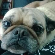 Profile Picture of Andrew Idell (@adidell) on Pinterest