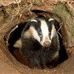 Profile Picture of Barry Badger (@barry.badger.1044) on Facebook