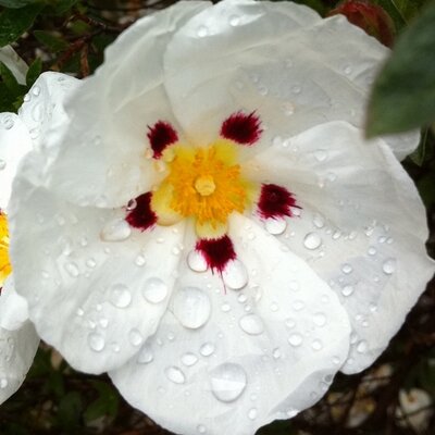 Profile Picture of Alemu Wolde-Michaêl (@AlemuMichael) on Twitter