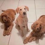 Profile Picture of Steve, Natasha & Marley (@dogfilhos_) on Instagram