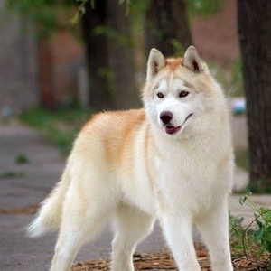 Profile Picture of Yin Pan (@201910134) on Myspace