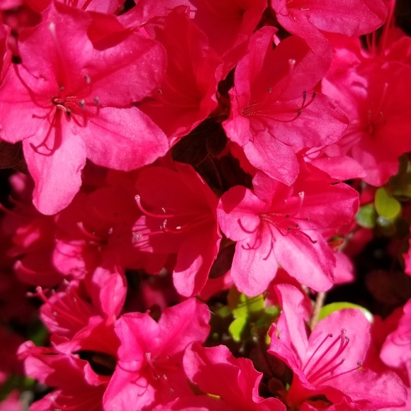 Hannelore Borgens - Poshmark Profile Picture of Hannelore Borgens (@jubbyberta) on Poshmark