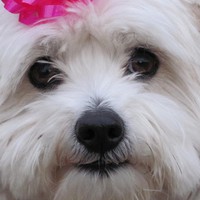 Profile Picture of Allison Sutter (@allison-sutter-4) on Quora