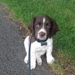 Profile Picture of Todd (@todd_springer_spaniel) on Instagram