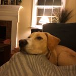 Profile Picture of Brooks Barnes (@brooks_the_big_boye) on Instagram
