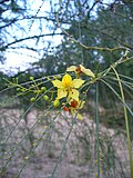 Profile Picture of Parkinsonia aculeataon Wikipedia