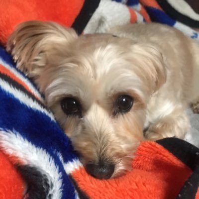 Profile Picture of Amanda Sauer (@asauerr17) on Twitter