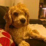 Profile Picture of Nicholas Vernon (@nicholasvernon) on Instagram