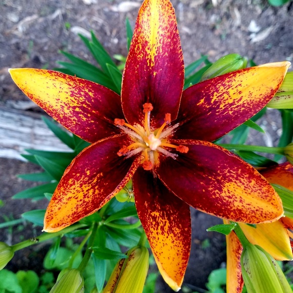 Profile Picture of Alice Stickel (@rooddy) on Poshmark