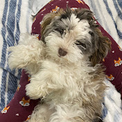 Profile Picture of 💖Annie Nguyen 💖 (@BachNguyen-wi5db) on Youtube