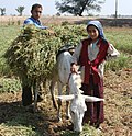 Profile Picture of Fellahon Wikipedia