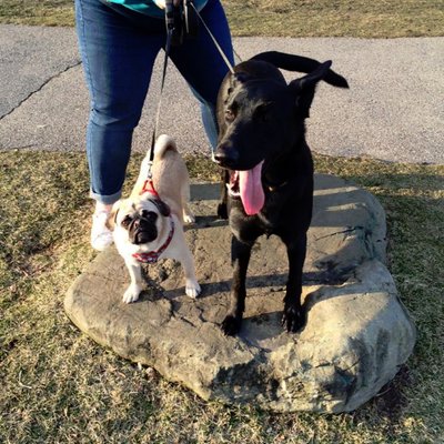 Profile Picture of Rachel Helsper (@ShamRocket87) on Twitter