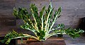 Profile Picture of Puntarelle - Wikipediaon Wikipedia