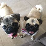 Angel & Aurélio Rompava Cruz - Instagram Profile Picture of Angel & Aurélio Rompava Cruz (@pugs_angeleaurelio) on Instagram