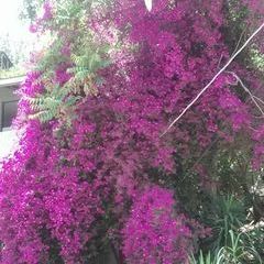 Profile Picture of Lupe Castaneda (@lupe.castaneda) on Tiktok