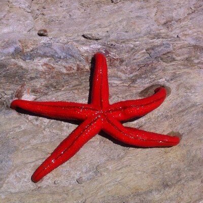 Profile Picture of Catherine Guillot (@Catou41Cerutti) on Twitter