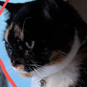 Profile Picture of Madison Daniels (@madisondaniels1253) on Youtube