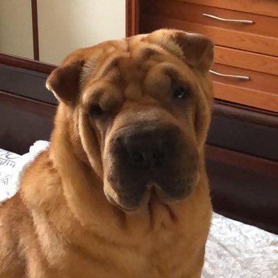 Profile Picture of María Concepción Pérez De Lara Escorza (@bonybilly) on Twitter