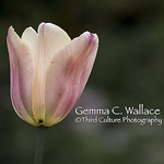 Profile Picture of Gemma Wallace (@third culture photography) on Flickr