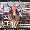 Profile Picture of Darby Driggers (@darby.driggers) on Tiktok