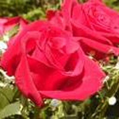 Profile Picture of SUN Ling (@chocoetvanille) on Twitter