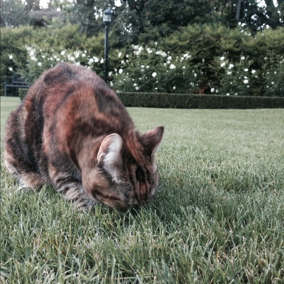 Profile Picture of Adriana Donato (@adriraedonato) on Poshmark