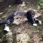 Profile Picture of Gina Byrd (@thiefdaily2cool) on Instagram