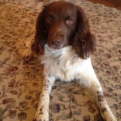 Profile Picture of Daniel Lydon (@daniel_lydon) on Twitter