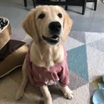 Profile Picture of Casey (@casey.golden2018) on Instagram
