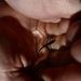 Profile Picture of Ariel Roberts (@iggyroberts) on Pinterest