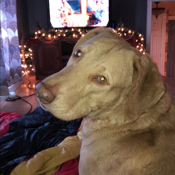 Profile Picture of Mackenzie Morgenthaler (@mmorgenthaler25) on Poshmark