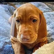 Profile Picture of Vesper The Vizsla (@vesper_the_vizsla) on Youtube