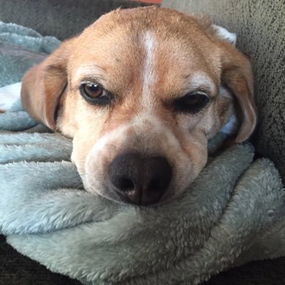 Profile Picture of Perry The Beagle (@medic914) on Twitter