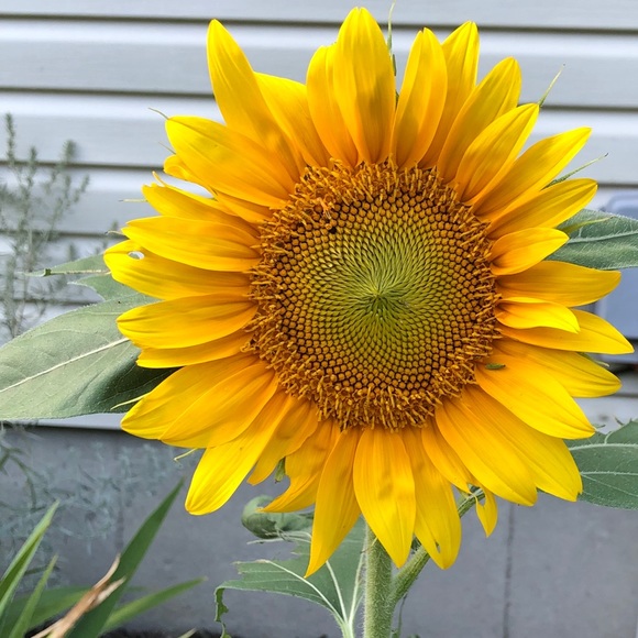 Leslie Ponzini - Poshmark Profile Picture of Leslie Ponzini (@lponzini) on Poshmark