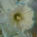 Profile Picture of Evelyn Sherman-Bishop (@rebbell4) on Pinterest