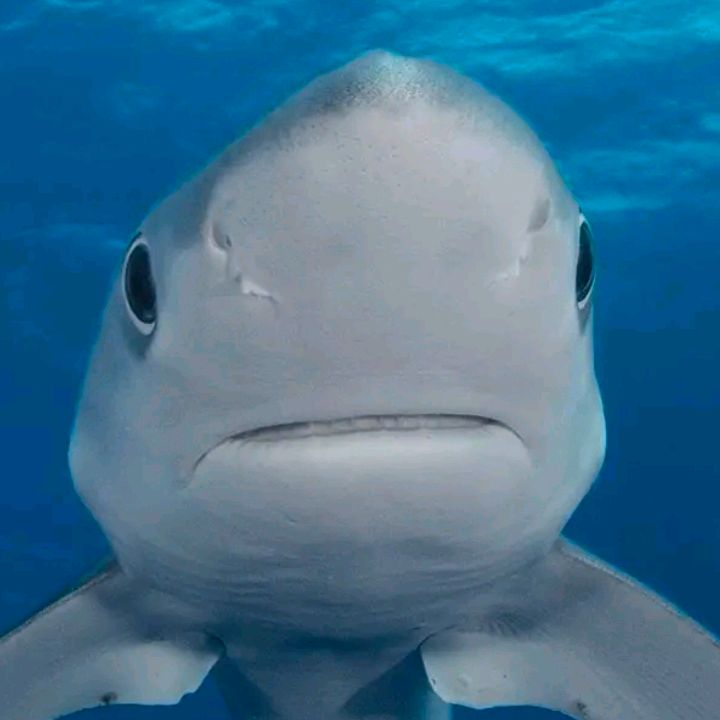 Profile Picture of seanphilbrook361 (@seanphilbrook361) on Tiktok