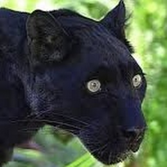 Profile Picture of Krystopher Durham (@krystopherd) on Poshmark