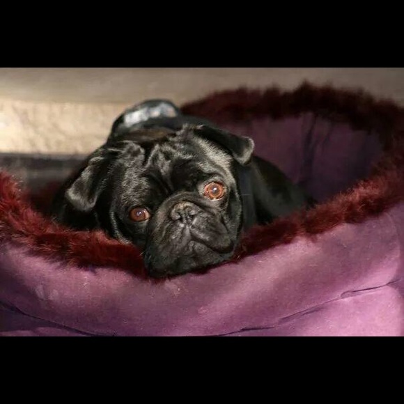 Profile Picture of Nicole Pucello (@nicmur25) on Poshmark