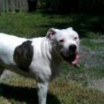 Profile Picture of Adam Stockton (@bowzywowzy) on Instagram