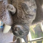 Profile Picture of George Timothy Clooney Garcia (@georgethecat66) on Instagram