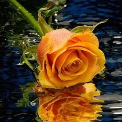 Profile Picture of Harold McCoy (@HaroldMcCoy5) on Twitter