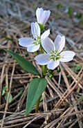 Profile Picture of Claytonia lanceolataon Wikipedia