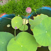 Profile Picture of Anu Jose (@AnNus1125) on Youtube