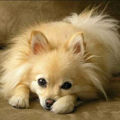 Gay Boy Who Shiny Hunts - Twitter Profile Picture of Gay Boy Who Shiny Hunts (@StupskiAlex) on Twitter