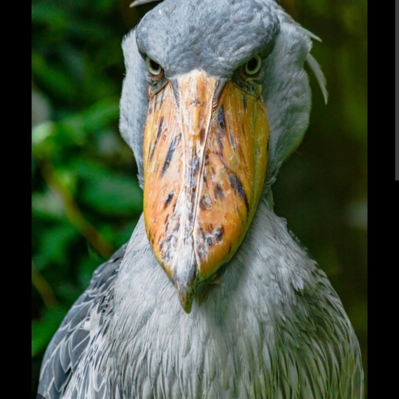 Profile Picture of Suzanne Roehrig (@saemr88) on Poshmark