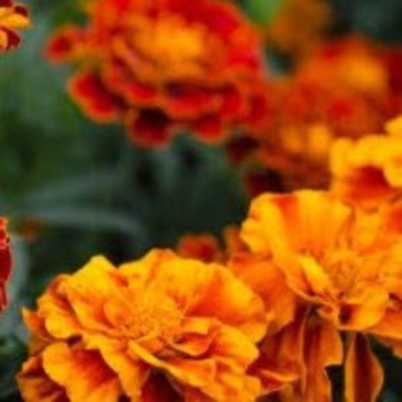 Profile Picture of Paramjit Nagra (@ppnagra) on Poshmark