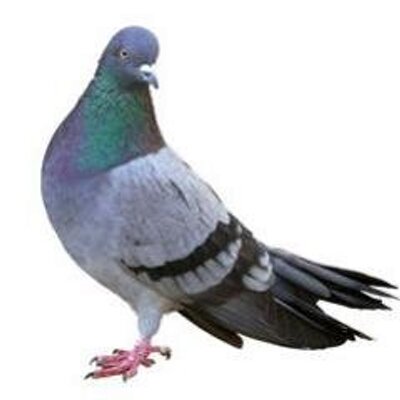 Profile Picture of Steve Pigeon (@SteveDaPigeon) on Twitter